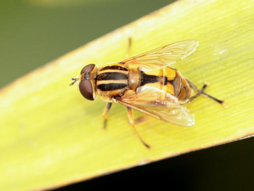 Réf. 113 759 : Helophilus hybridus