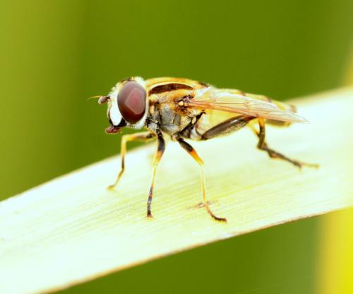 Réf. 113 760 : Helophilus hybridus