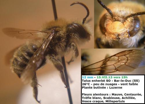 Réf. 113 858 : Trachusa byssina