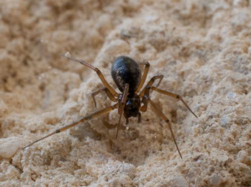 Réf. 113 717 : Tenuiphantes alacris