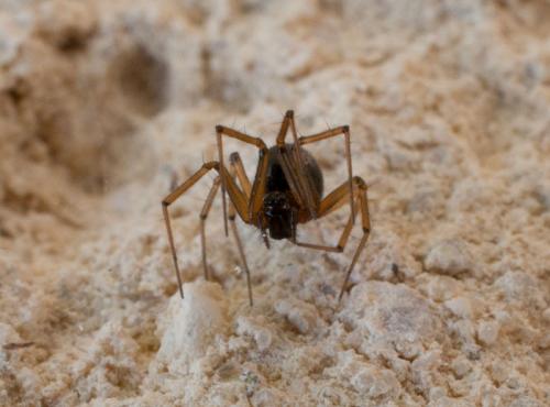 Réf. 113 719 : Tenuiphantes alacris