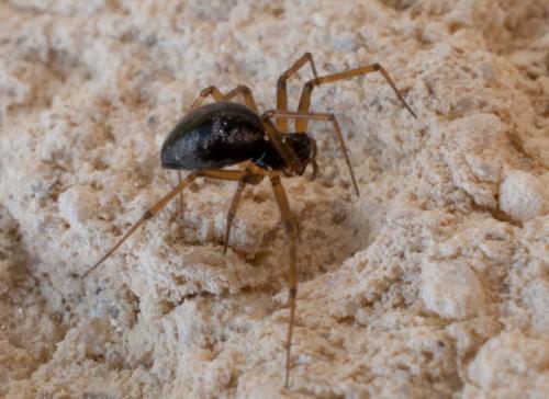 Réf. 113 718 : Tenuiphantes alacris