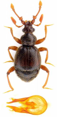 Réf. 113 754 : Bryaxis curtisii