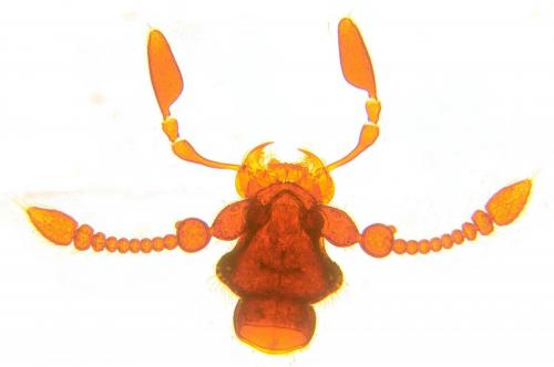 Réf. 113 817 : Bryaxis curtisii