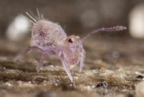 Dicyrtoma fusca