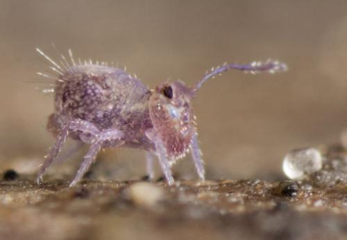 Dicyrtoma fusca