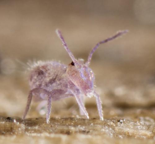 Dicyrtoma fusca