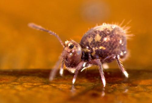 Dicyrtoma fusca