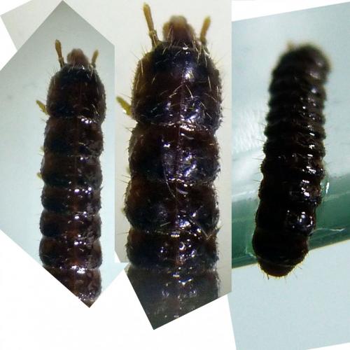 Omalisus sp.
