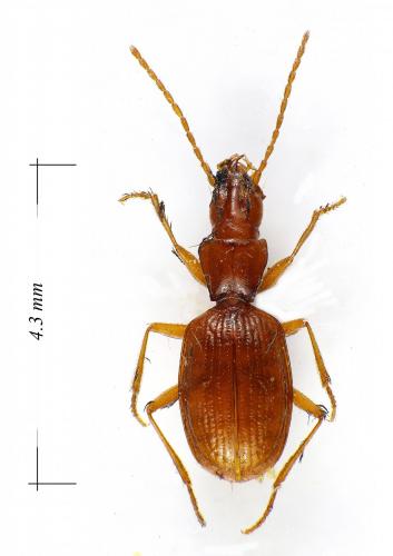 Réf. 113 756 : Geotrechus orpheus