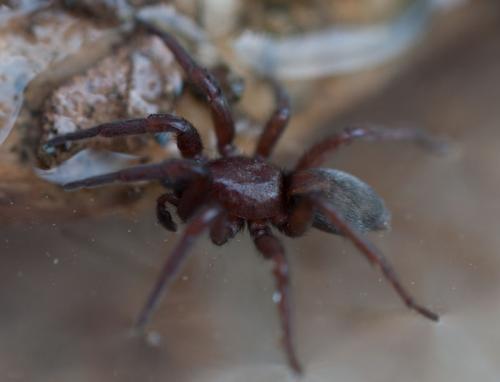Scotophaeus sp.