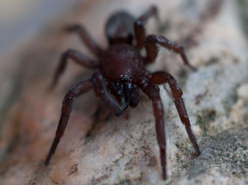 Scotophaeus sp.