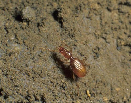 Réf. 113 750 : Geotrechus saulcyi