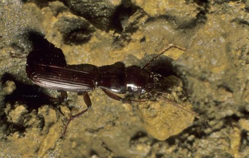 Pterostichus nadari