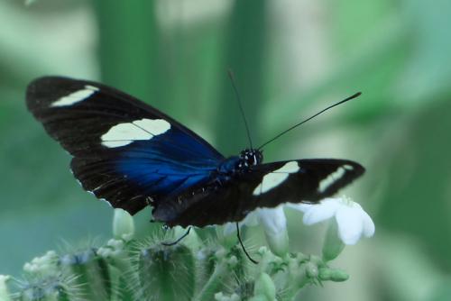 Réf. 113 037 : Heliconius sara