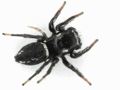 Réf. 113 633 : Heliophanus melinus