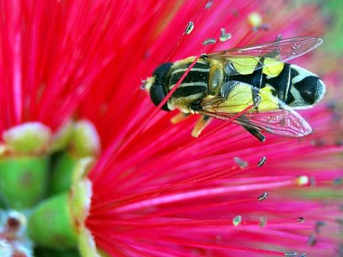 Helophilus trivittatus