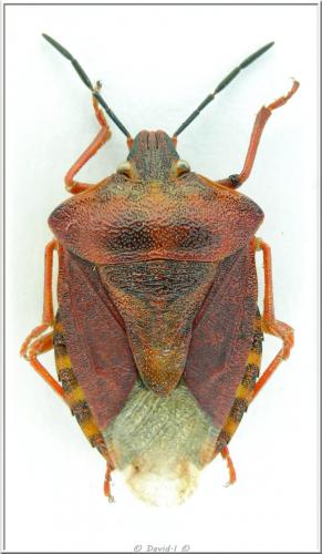 Carpocoris purpureipennis