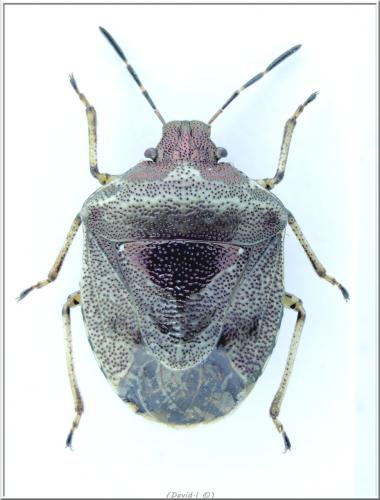 Stagonomus venustissimus