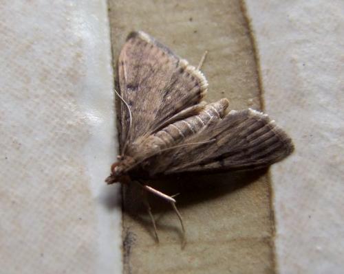 Herpetogramma phaeopteralis