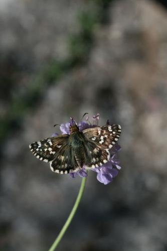 Pyrgus sp.