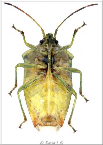 Réf. 113 129 : Elasmostethus interstinctus