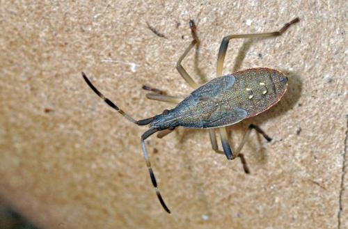Dicranocephalus sp.