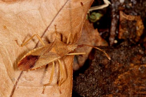 Gonocerus acuteangulatus