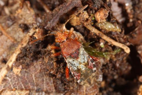 Rhopalus subrufus