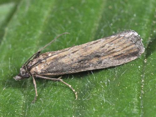 Réf. 113 411 : Isauria dilucidella