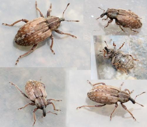 Réf. 113 997 : Hypera postica