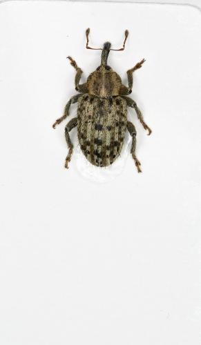 Hypera pastinacae