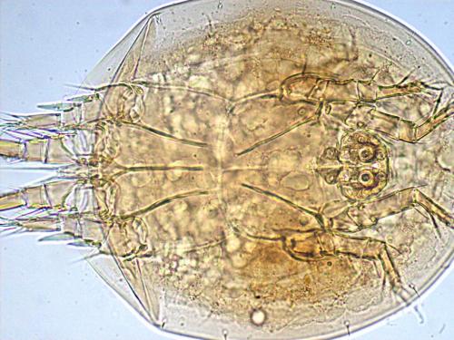 Réf. 113 732 : Rhizoglyphus sp.