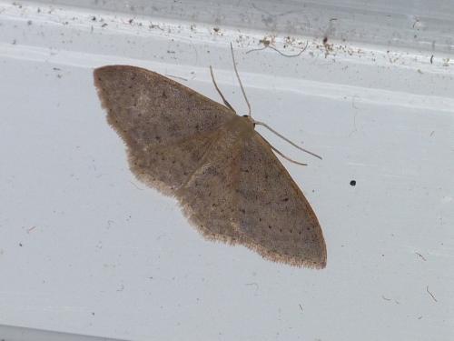 Idaea eugeniata