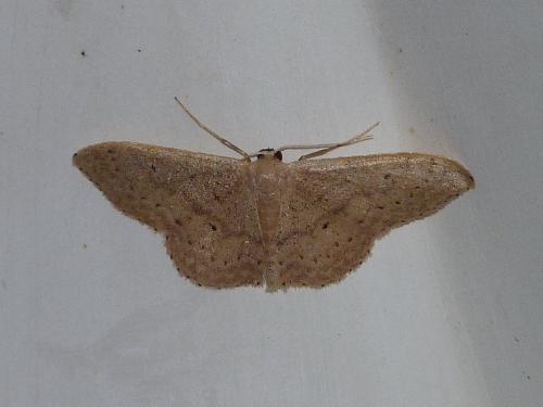 Idaea eugeniata