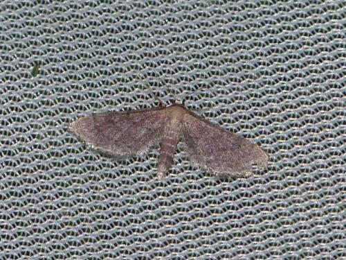 Idaea infirmaria