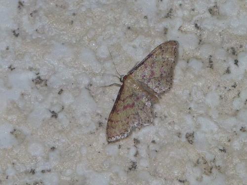 Idaea infirmaria