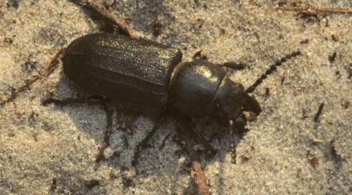 Réf. 113 068 : Spondylis buprestoides