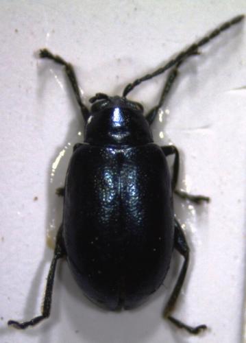 Altica sp.