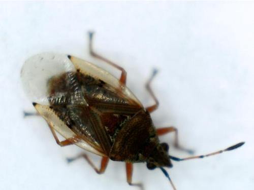 Kleidocerys resedae