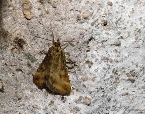 Pyrausta despicata