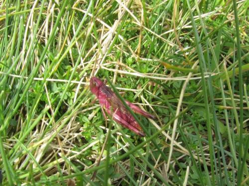 Réf. 113 468 : Pseudochorthippus parallelus