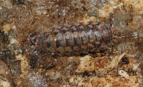 Réf. 113 664 : Sardoniscus pygmaeus