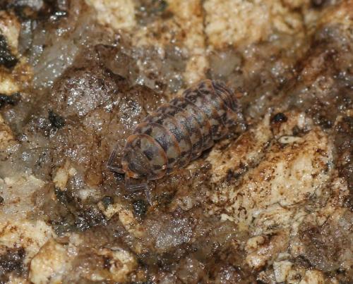 Réf. 113 666 : Sardoniscus pygmaeus