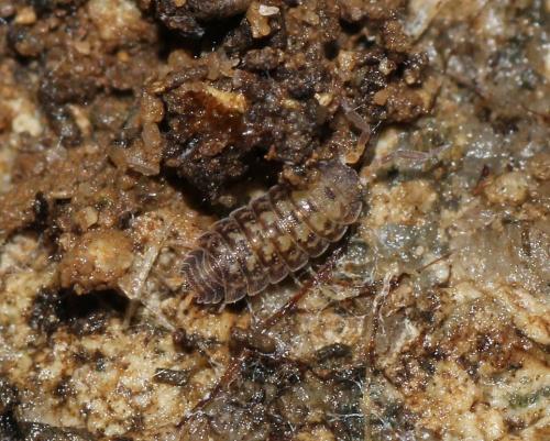 Réf. 113 665 : Sardoniscus pygmaeus