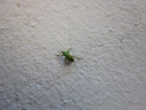 Réf. 113 567 : Coniatus tamarisci