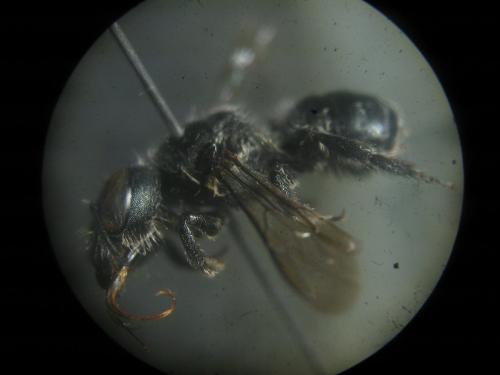Osmia (caerulescens-submicans)