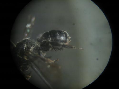 Osmia (caerulescens-submicans)
