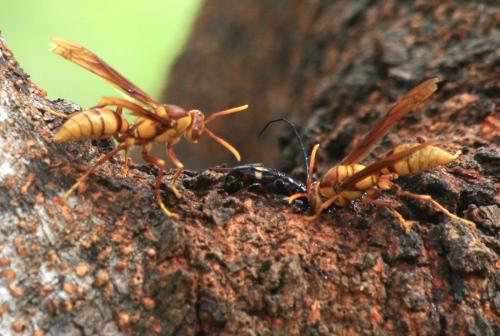 Lissonotus flavocinctus multifasciatus