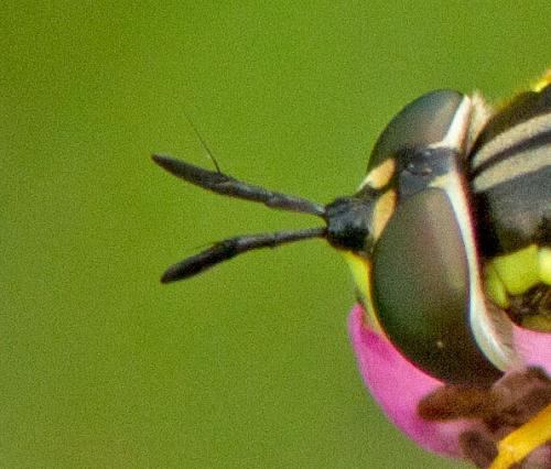 Chrysotoxum sp.